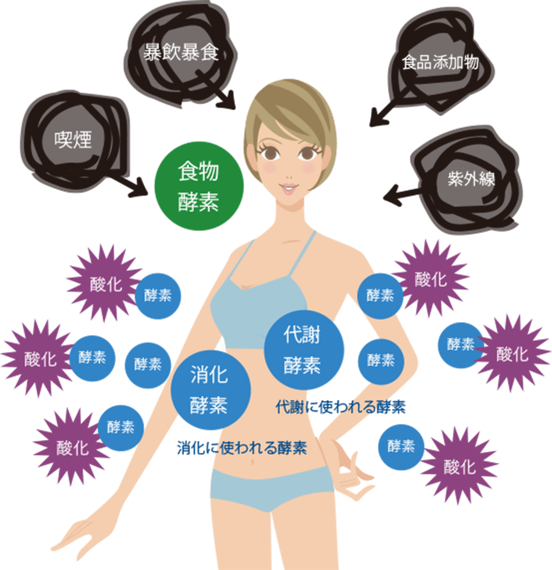 酵素の体へのはたらき図解