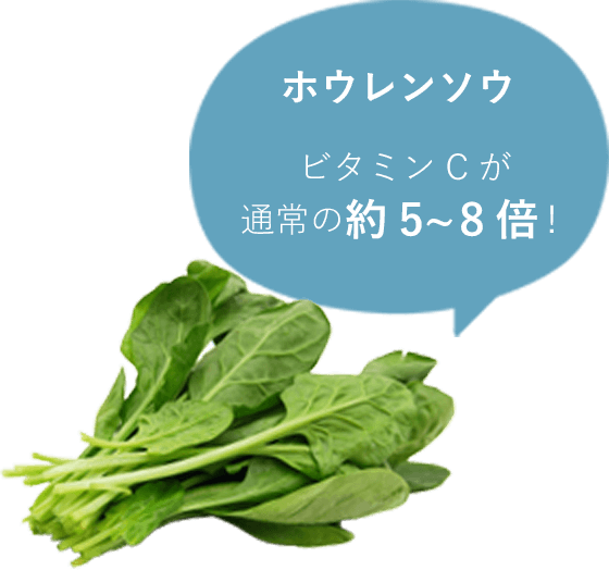 ホウレンソウ　ビタミンCが通常の約5～8倍！